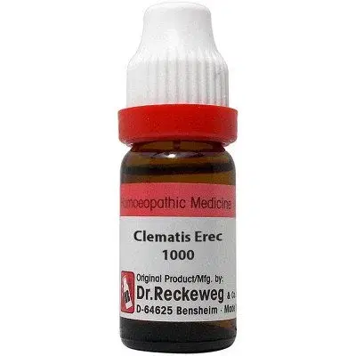 Wheezal Clematis Erecta Q